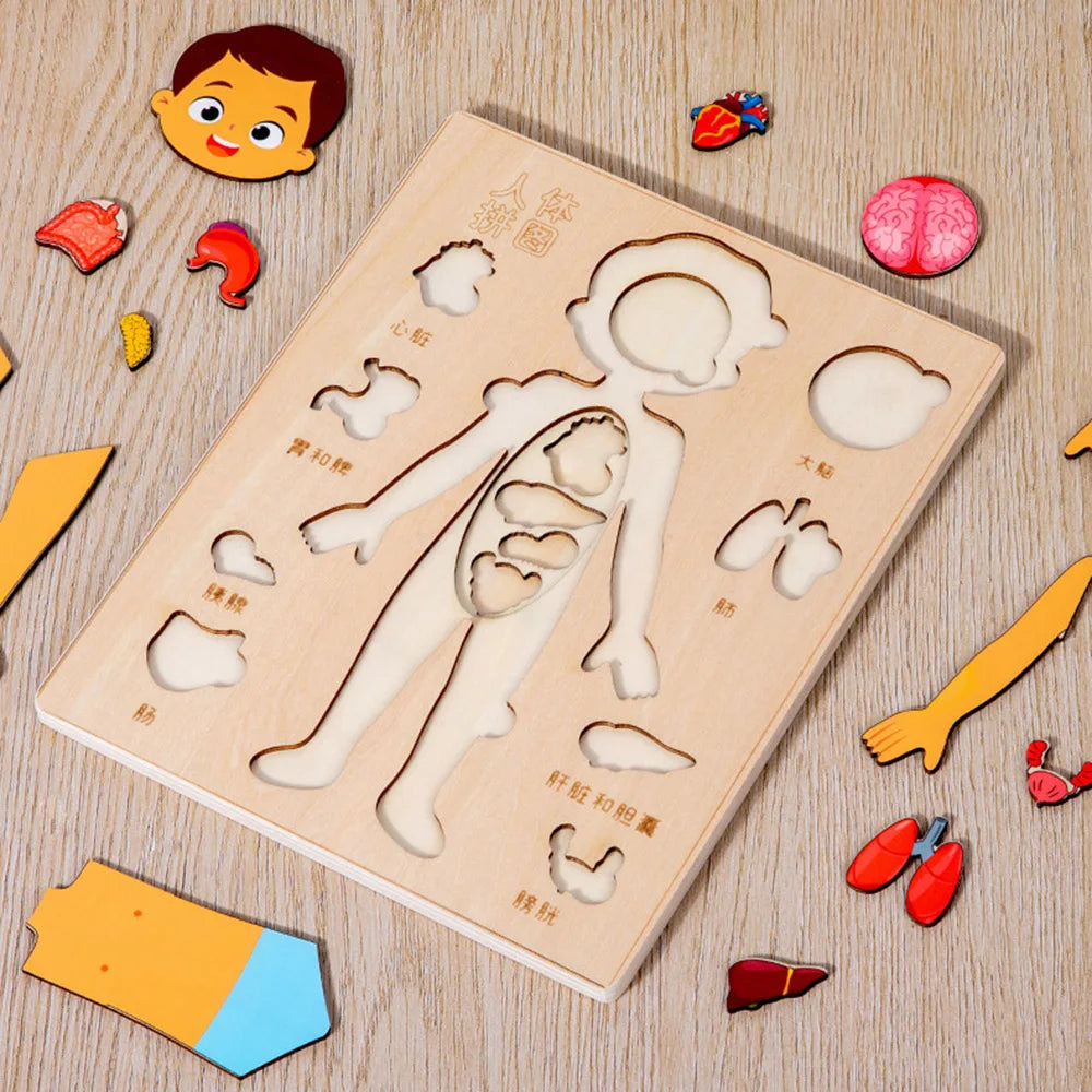 Montessori Wooden Human Body Organs Puzzle