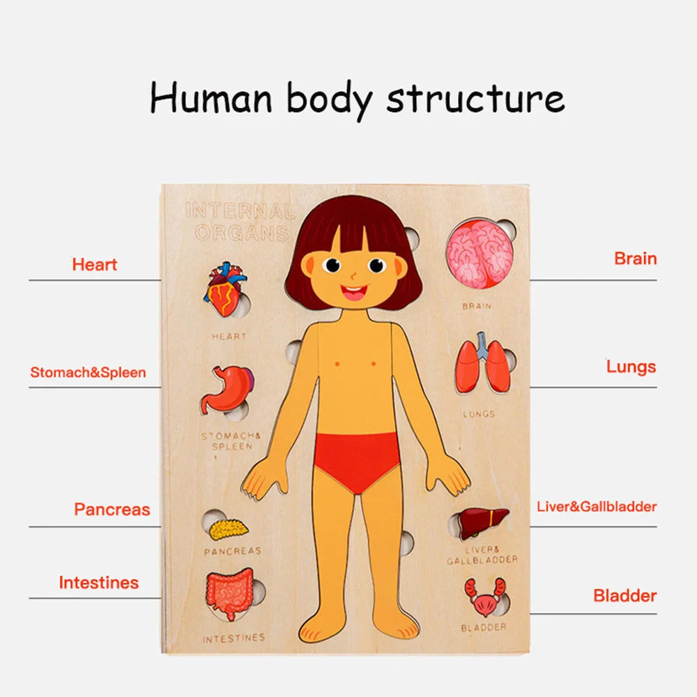 Montessori Wooden Human Body Organs Puzzle