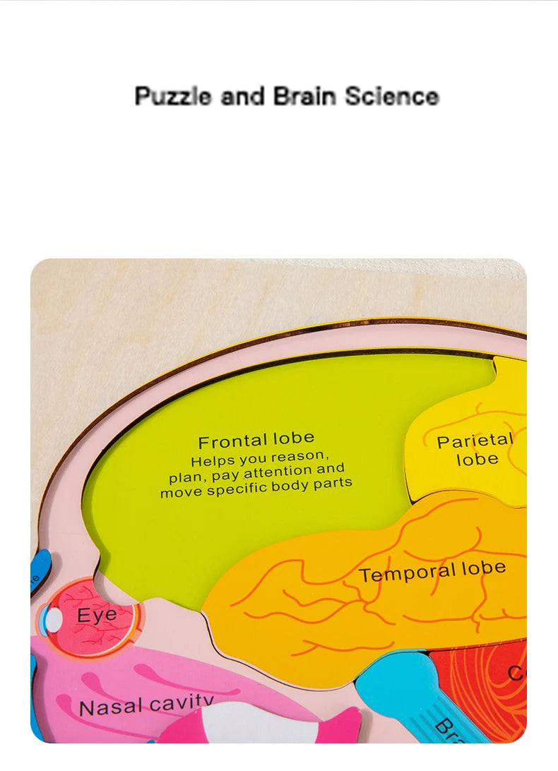 Wooden Human Brain Anatomy Puzzle - Educational Science Toy