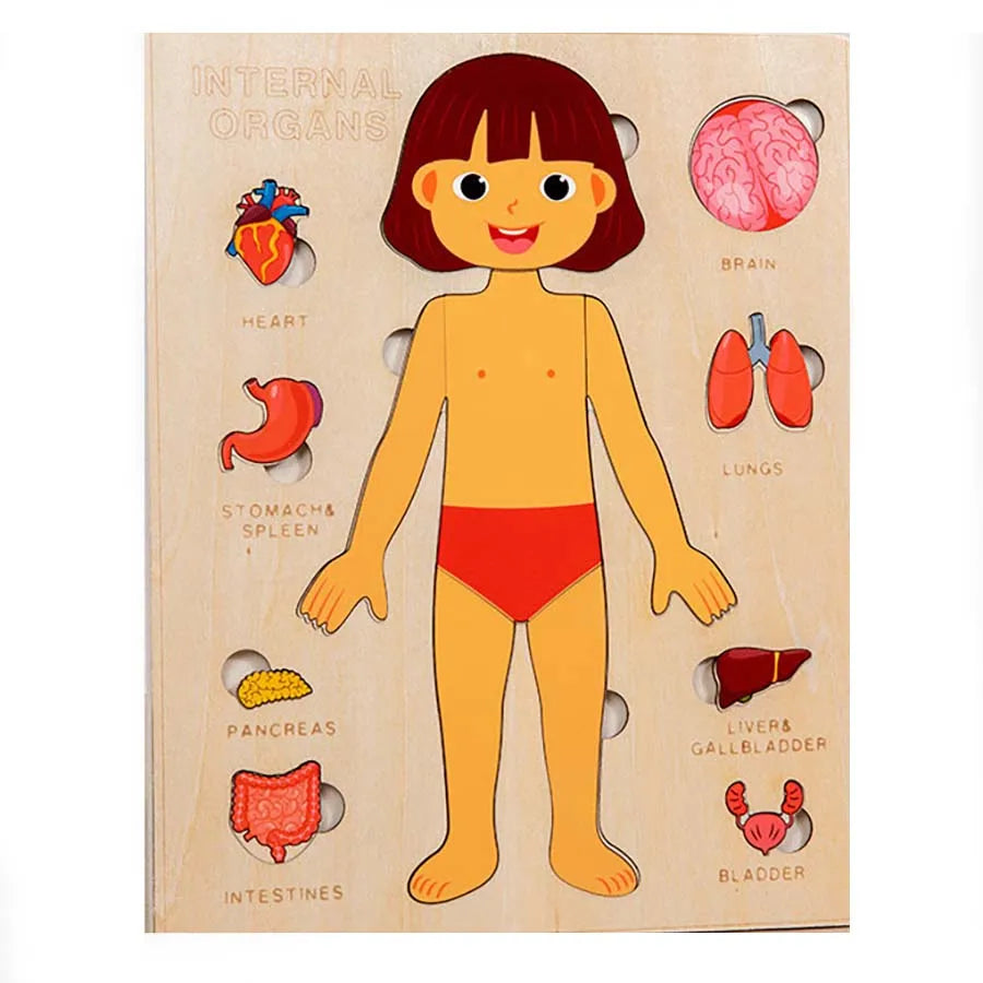 Montessori Wooden Human Body Organs Puzzle