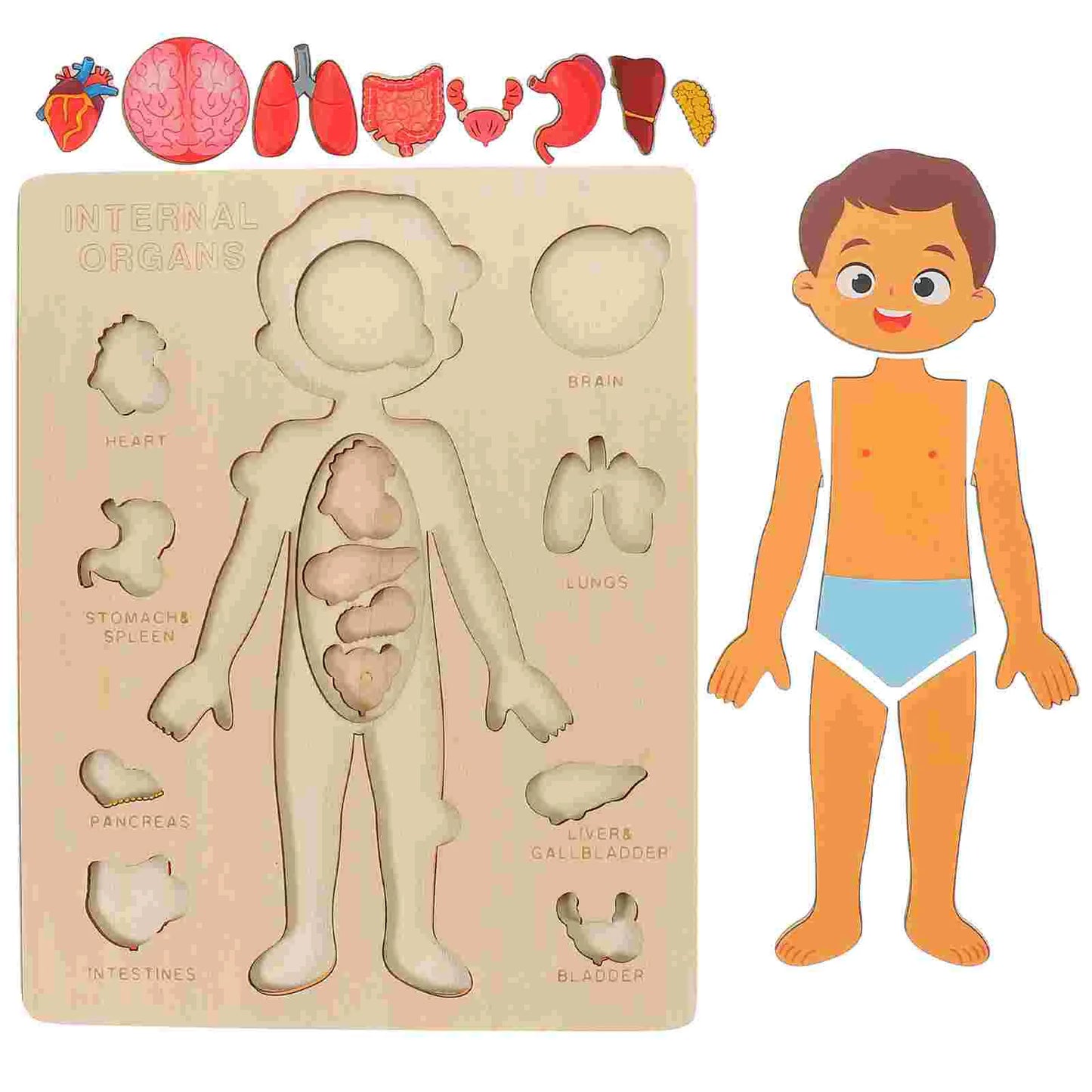 Montessori Wooden Human Body Organs Puzzle