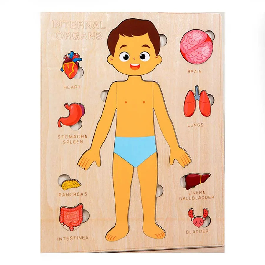 Montessori Wooden Human Body Organs Puzzle