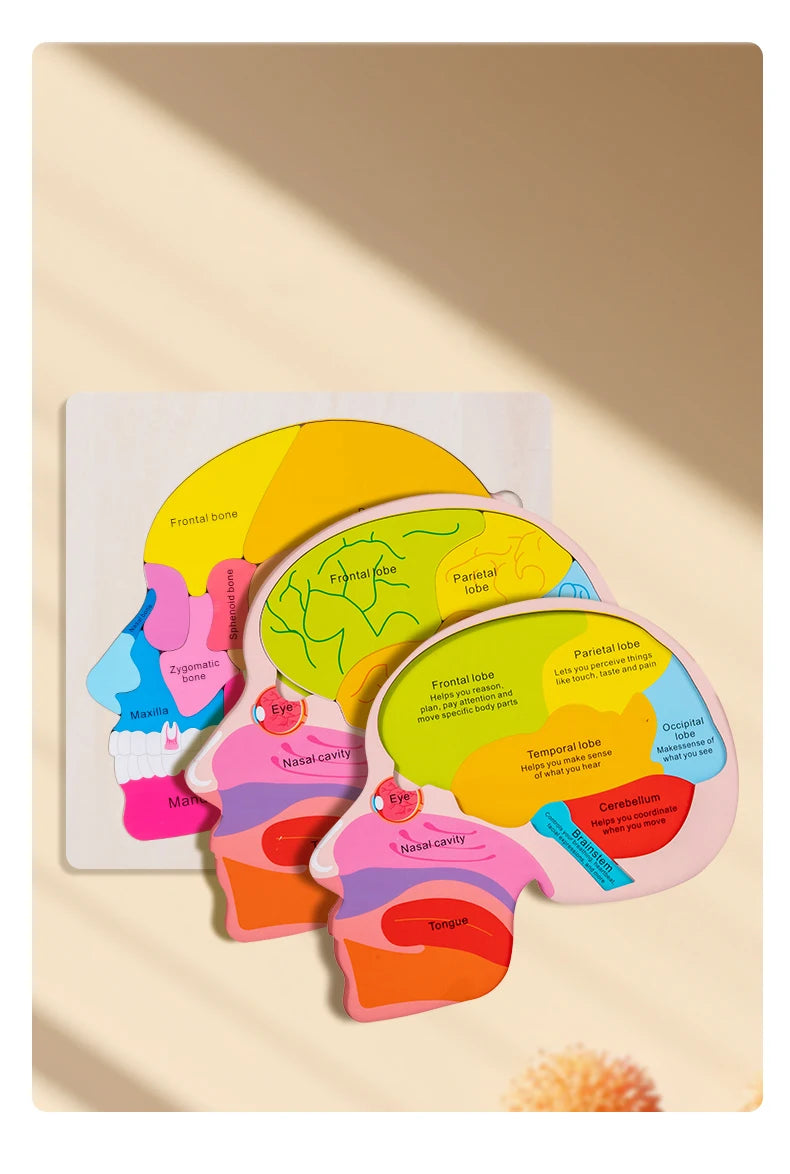 Wooden Human Brain Anatomy Puzzle - Educational Science Toy