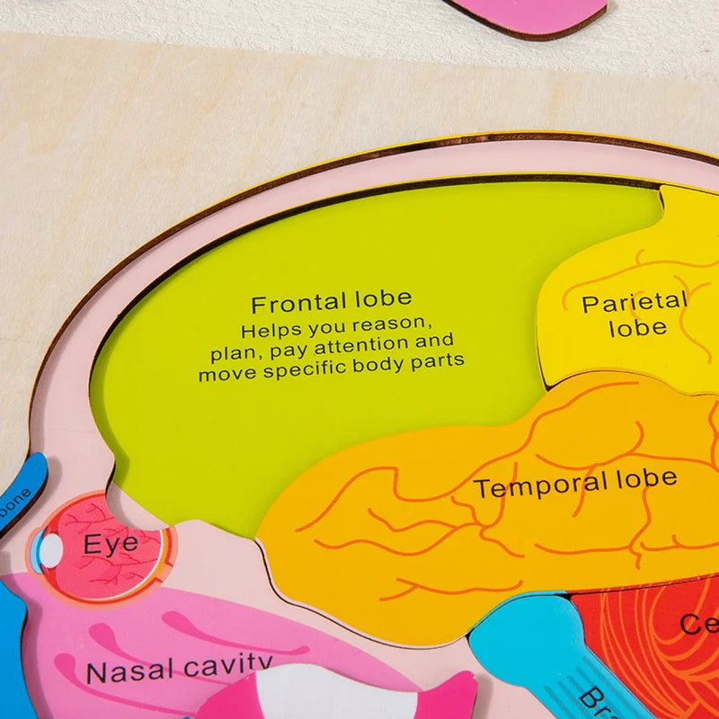 Wooden Human Brain Anatomy Puzzle - Educational Science Toy