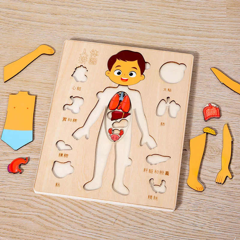 Montessori Wooden Human Body Organs Puzzle