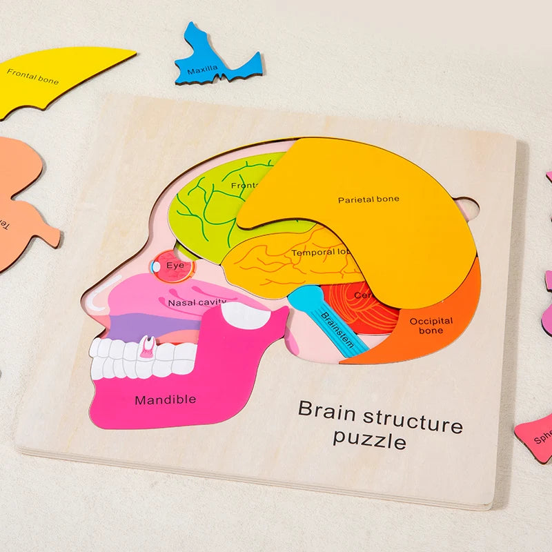 Wooden Human Brain Anatomy Puzzle - Educational Science Toy