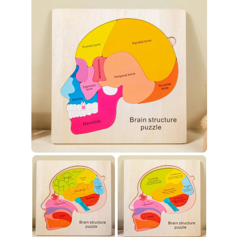 Wooden Human Brain Anatomy Puzzle - Educational Science Toy