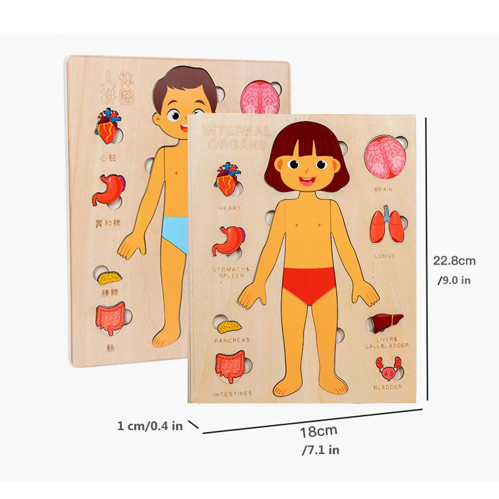 Montessori Wooden Human Body Organs Puzzle