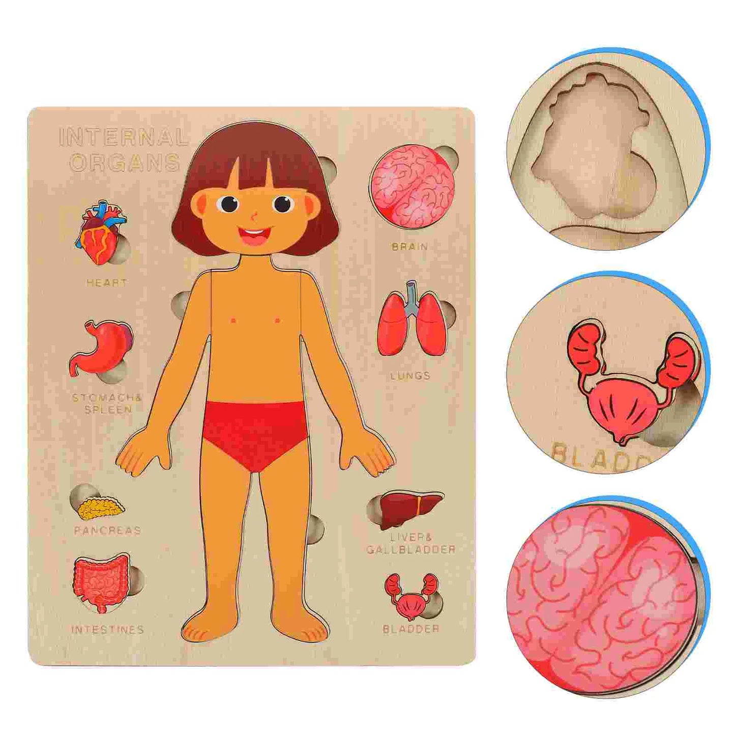 Montessori Wooden Human Body Organs Puzzle