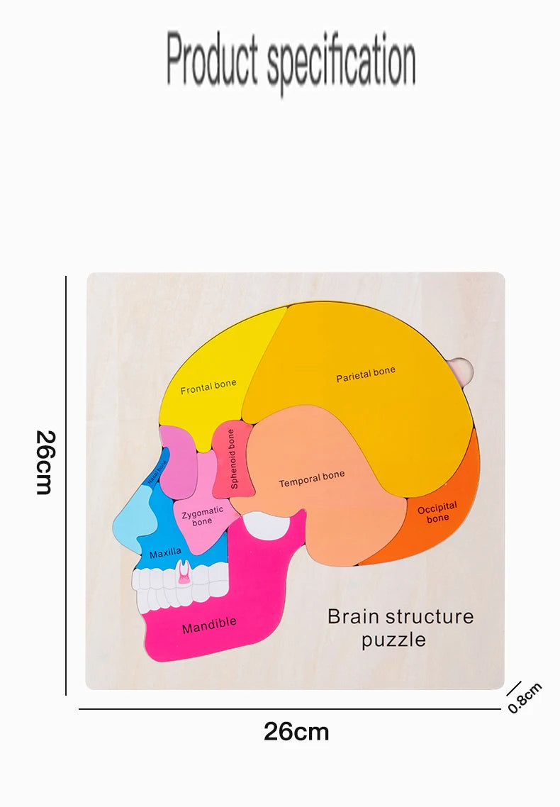 Wooden Human Brain Anatomy Puzzle - Educational Science Toy