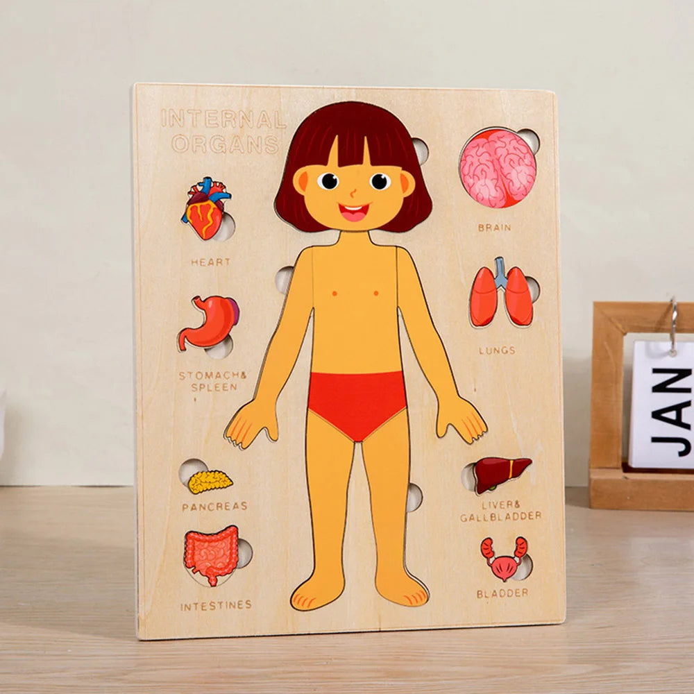 Montessori Wooden Human Body Organs Puzzle