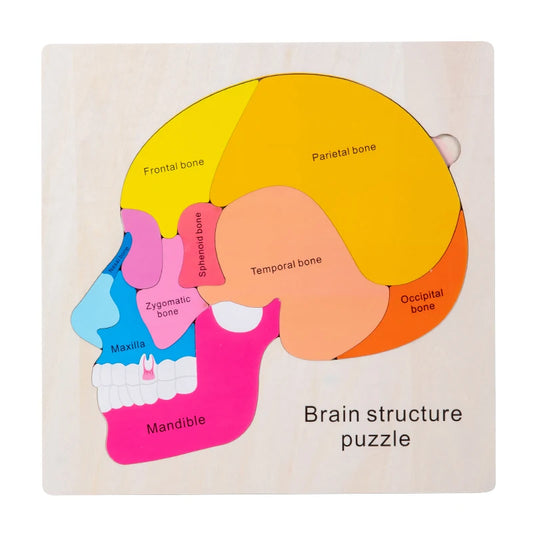 Wooden Human Brain Anatomy Puzzle - Educational Science Toy
